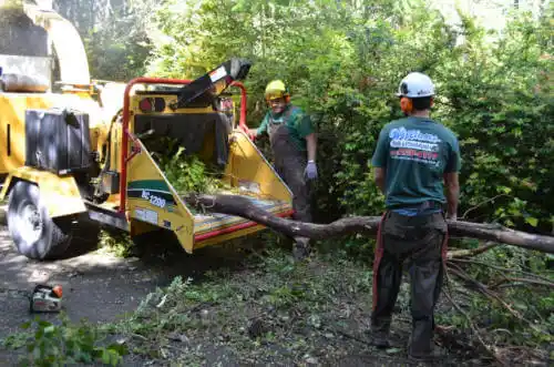 tree services Rincon